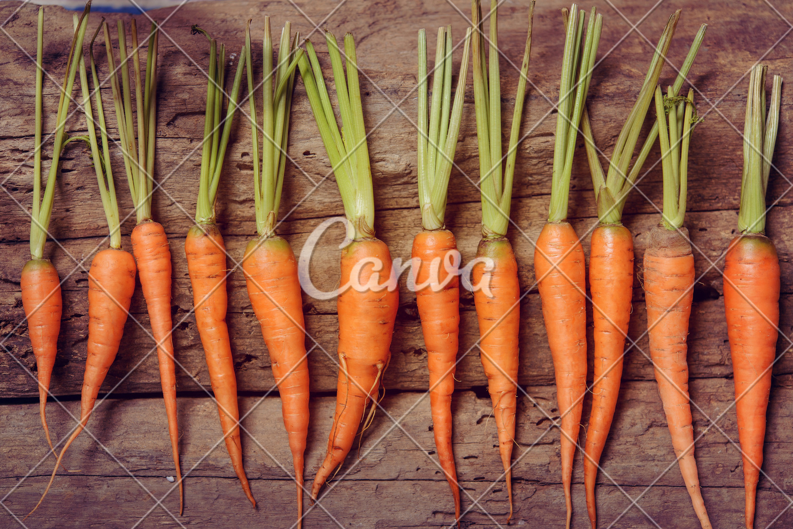 我市紧抓项目建设加快现代农业发展